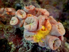 Tubastraea coccinea