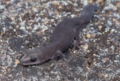 Diplodactylus