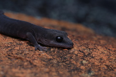 Diplodactylus
