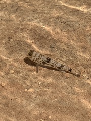 Yongeichthys nebulosus