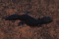 Diplodactylus