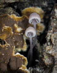 Mycena meliigena