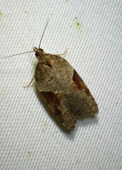 Acleris macdunnoughi