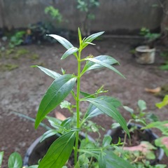 Andrographis paniculata