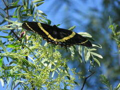 Papilio garamas garamas
