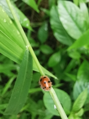 Harmonia octomaculata