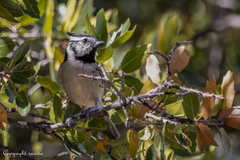 Baeolophus wollweberi