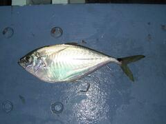 Chloroscombrus chrysurus