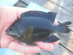 Stegastes leucostictus