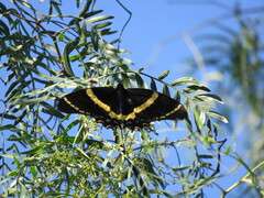 Papilio garamas garamas