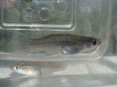 Gambusia rhizophorae