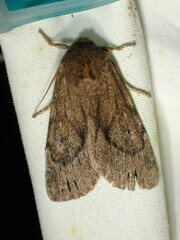 Ufeus satyricus