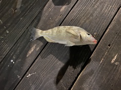 Orthopristis chrysoptera