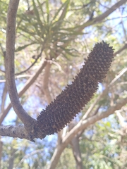 Banksia