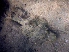 Cymbacephalus beauforti