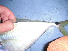 Chloroscombrus chrysurus