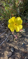 Oenothera stricta