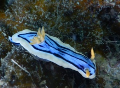 Chromodoris