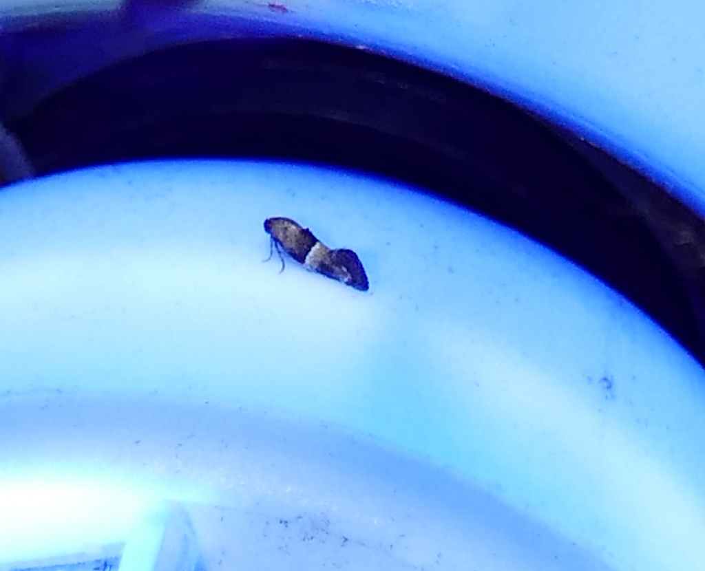 Nealyda bifidella