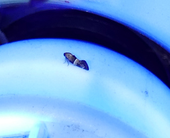 Nealyda bifidella
