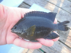 Stegastes leucostictus