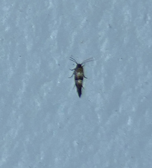 Nealyda bifidella