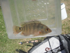 Mayaheros urophthalmus