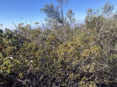 Chamaebatia australis