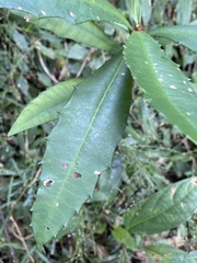 Ardisia cornudentata morrisonensis