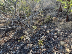 Chamaebatia australis