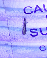 Polyhymno luteostrigella