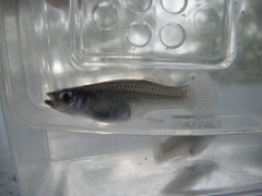 Gambusia rhizophorae