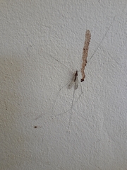 Megistocera