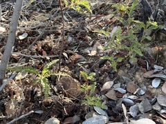 Chamaebatia australis