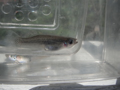 Gambusia rhizophorae