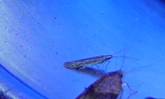 Polyhymno luteostrigella