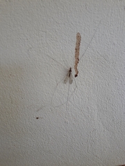 Megistocera