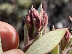 Arctostaphylos moranii