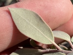 Arctostaphylos moranii
