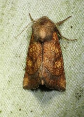 Papaipema impecuniosa