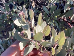 Arctostaphylos moranii