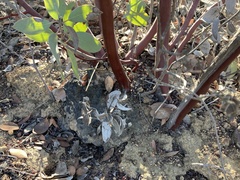 Arctostaphylos moranii