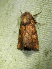 Papaipema impecuniosa