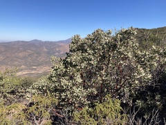 Arctostaphylos moranii