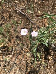 Convolvulus remotus