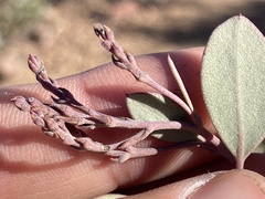 Arctostaphylos moranii