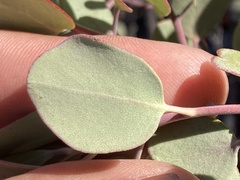 Arctostaphylos moranii