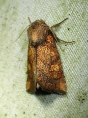 Papaipema impecuniosa