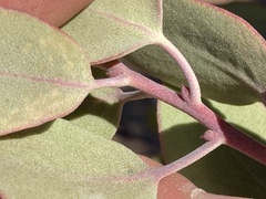 Arctostaphylos moranii