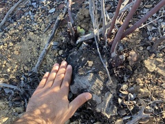 Arctostaphylos moranii
